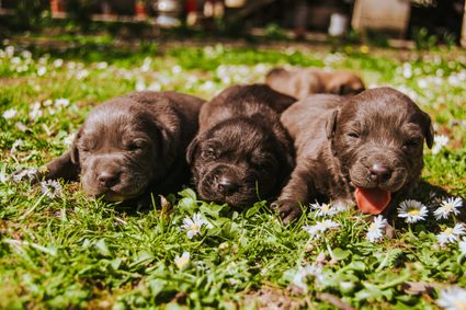 Tres cachorros acostados en el césped.