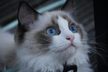 Ragdoll cat breed.