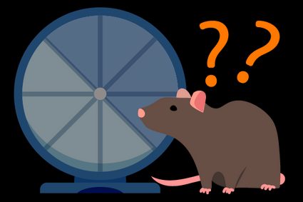 Rats need more than just a hamster wheel