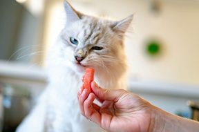 Cat eating raw salmon.