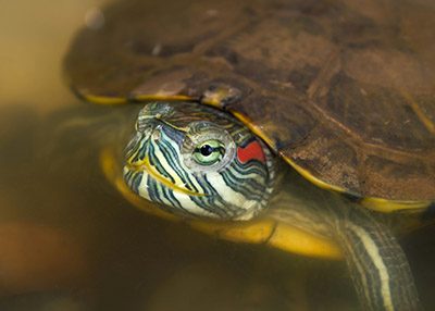 Photo of red-eared slider turtle in water.
