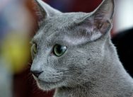 Russian Blue cat breed.