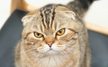 Scottish Fold.