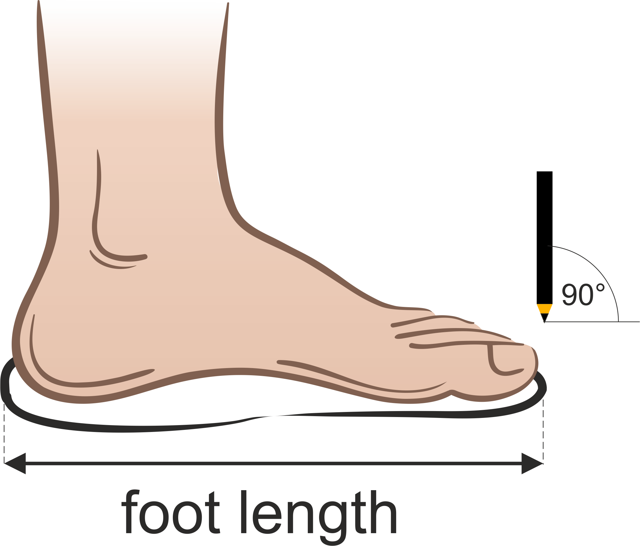 foot length measurement