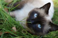 Siamese cat breed.