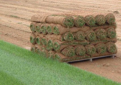 Rolls of sod on a pallet.