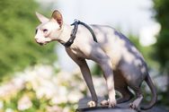 Sphynx cat beerd.