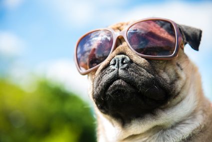 Imagem de um pug usando óculos de sol.