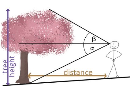 Tree height measurement when tree is below the viewpoint