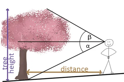 Tree height measurement when tree is below the viewpoint.