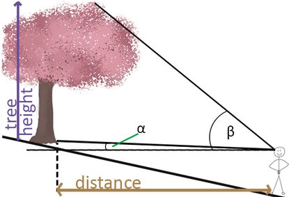 Tree height measurement when tree is above the viewpoint