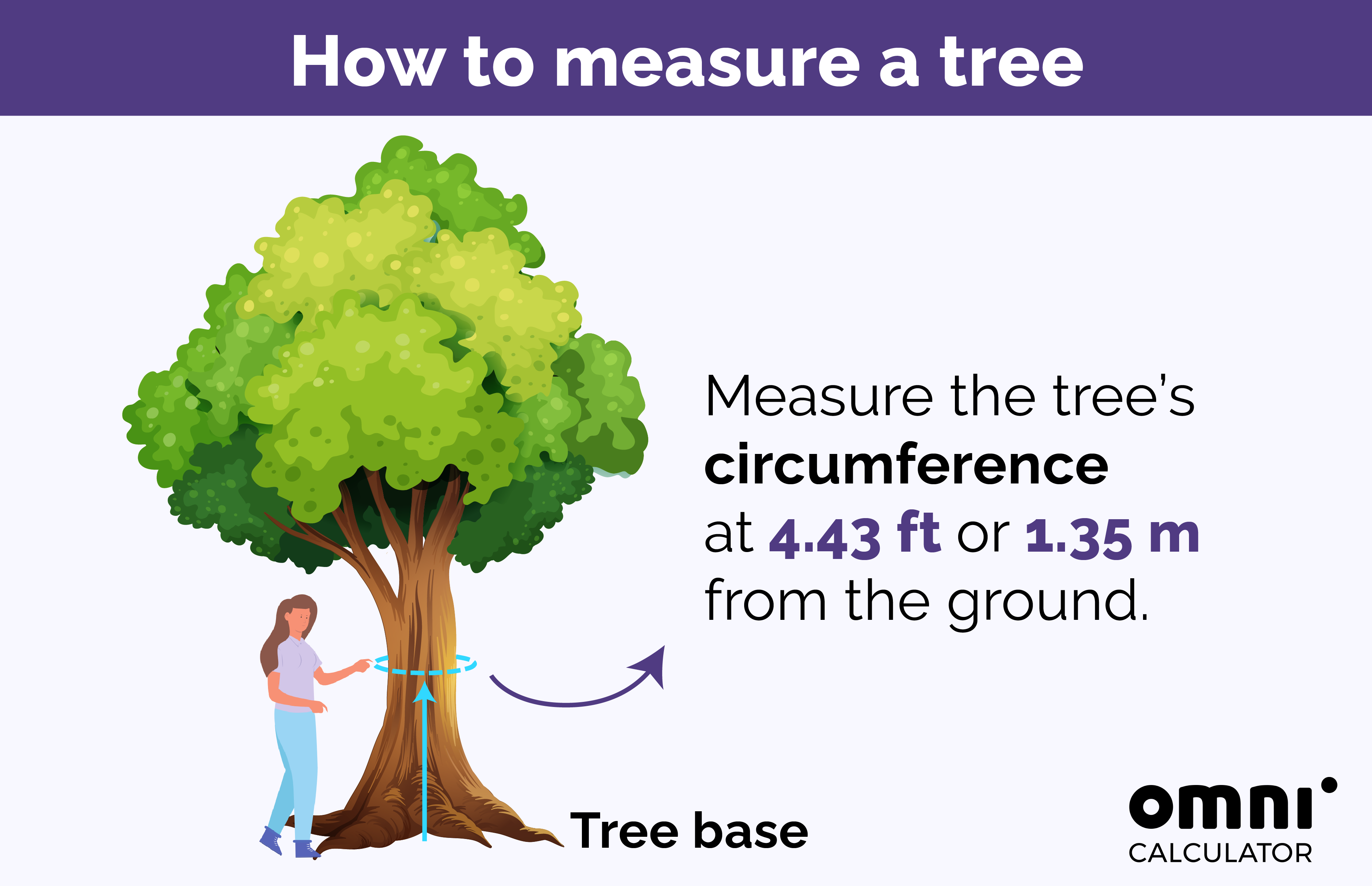 Image describing how to measure the circumference of a tree.