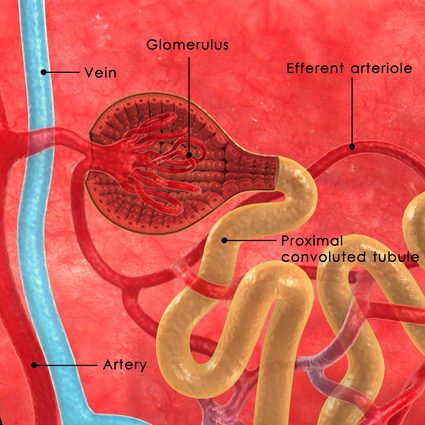 Picture of nephrons