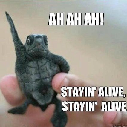 meme with a turtle singing ah ah ah staying alive