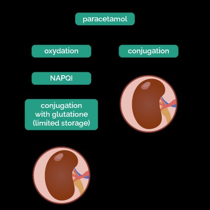 A diagram showing how paracetamol is metabolised in the body when taken in regular doses.