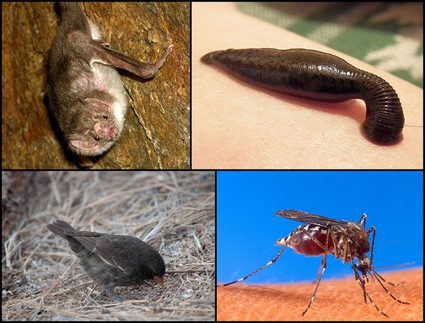 Vampire Bat, Leech, Vampire Finch, and Mosquito